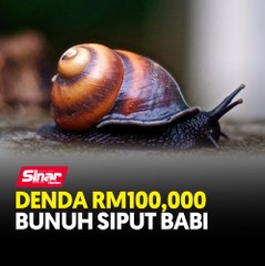 Denda RM100,000 bunuh siput babi