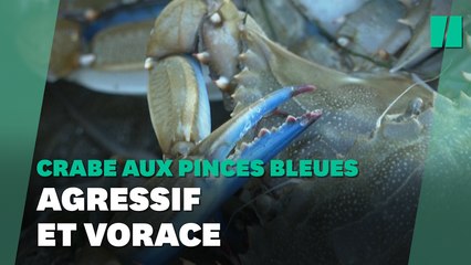 Le crabe aux pinces bleues menace la biodiversité en Occitanie