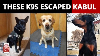 ITBP's Hero Combat Dogs airlifted from Kabul Return Back to India