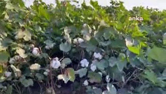CHP'li Barut: 2020'de pamuk ithalatına 2 milyar dolar ödendi