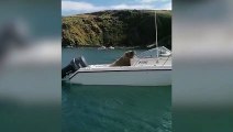 Wally the Walrus has been given a floating couch in an attempt to stop him from sinking any more boats