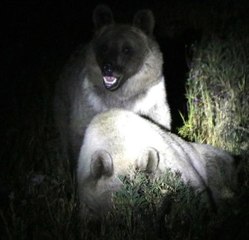 Son dakika! KAMPÇILAR, NEMRUT KRATER GÖLÜ ÇEVRESİNDE AYILARI GÖRÜNTÜLEDİ
