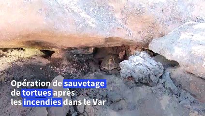 Incendie dans le Var: des tortues sauvées dans une réserve naturelle