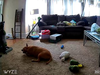 Doggy Saved From Choking by His Human