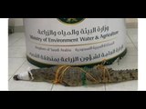 تمساح يتجول في بريدة ويخيف السعوديين !! وزارة البيئة والزراعة تسيطر على الوضع!
