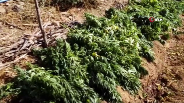 Bingöl’de uyuşturucu operasyonu: 665 kilo esrar, 10 bin kök kenevir ele geçirildi