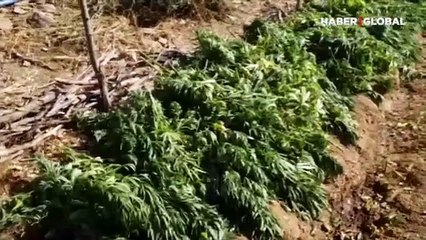 Bingöl'de operasyon: Çok sayıda esrar ve kenevir ele geçirildi