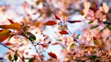 Beautiful Relaxing Music for Stress Relief • Peaceful Piano Music, Sleep Music, Ambient Study Music
