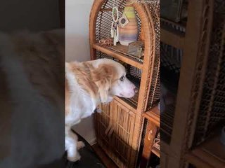 Clever Doggy Obsessed With Wind Chime