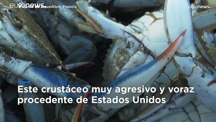 Desesperación en el Mediterráneo francés por la invasión de cangrejo jaiba azul