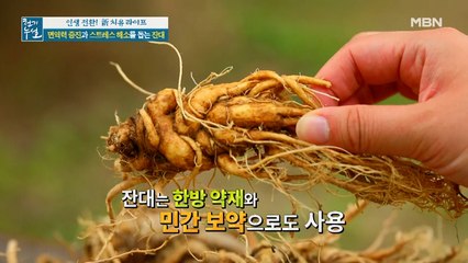 면역력 증진과 스트레스 해소 돕는 '잔대'