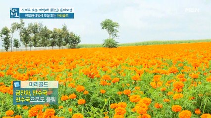 안질환 예방에 도움 되는 '마리골드'