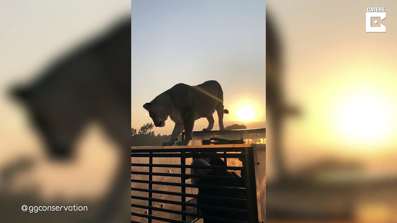 Un "zoológico inverso"