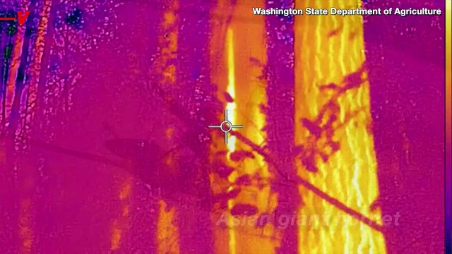 Murder Hornets Hunted in Washington State After the First Nest is Found This Season