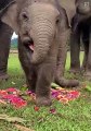 فيديو رائع لرضيع فيل يأكل شرائح البطيخ يخطف القلوب