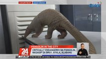 Critically endangered na Pangolin, nasagip sa Brgy. Ayala, Alabang | 24 Oras