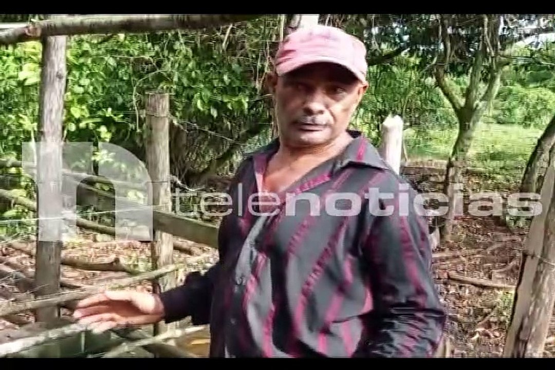 #Telenoticias / Productores de cerdos Río San Juan y Cabrera preocupados por matanza de Cerdos / 19 de agosto 2021