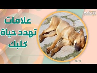 ضربة الشمس تودي بحياة الكلاب .. اليك العلامات المبكرة و طرق العلاج على الفور!