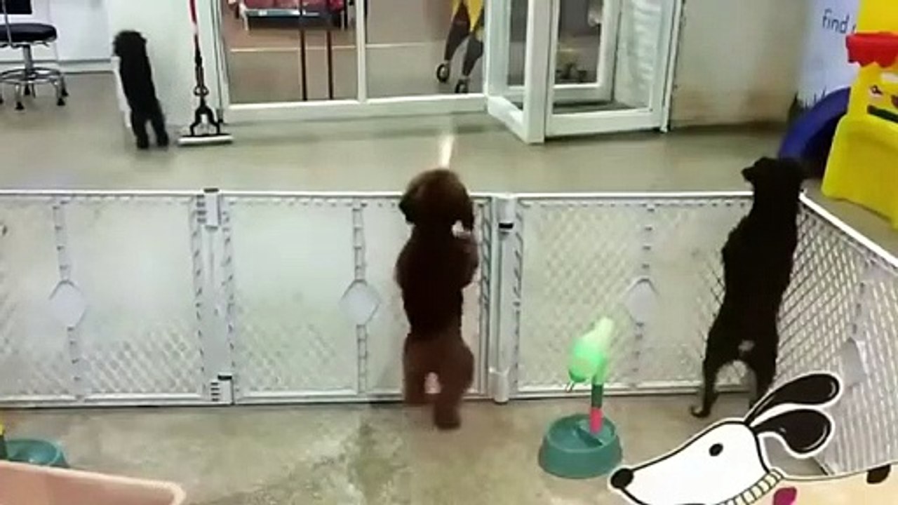 #dog