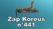 Zap Koreus n°441