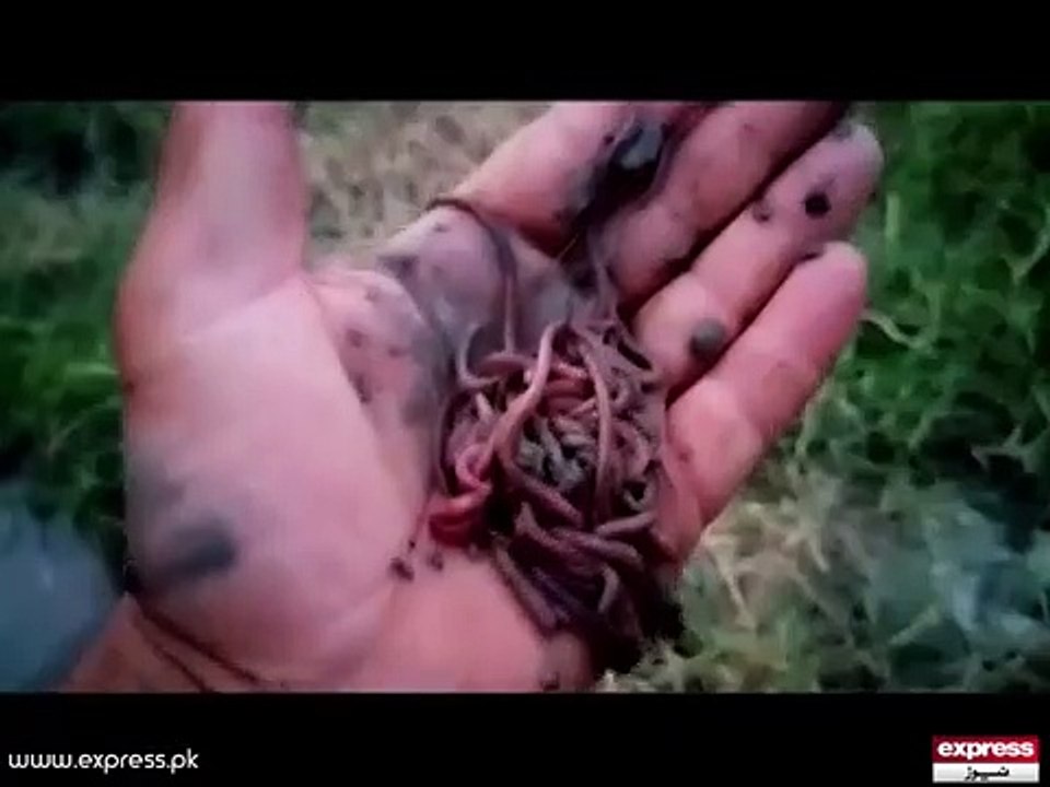 Organic Food