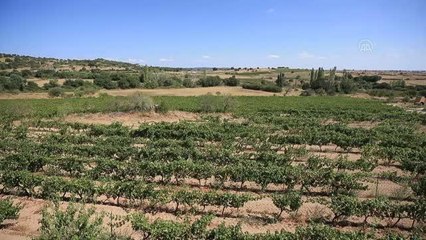 KIRKLARELİ - İstanbullu rehberlere "Mimar Sinan" ve "Trakya Bağ" rotaları tanıtılıyor
