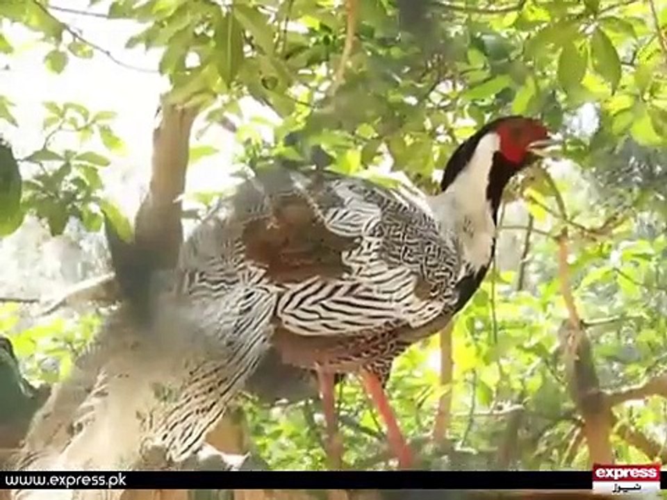 Lahore Zoo