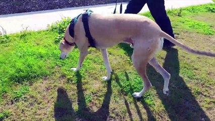 ndet-20-08-21-rspca chesterfield