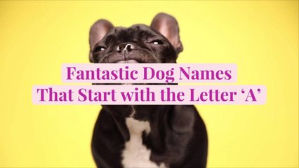50 Fantastic Dog Names That Start with the Letter 'A'