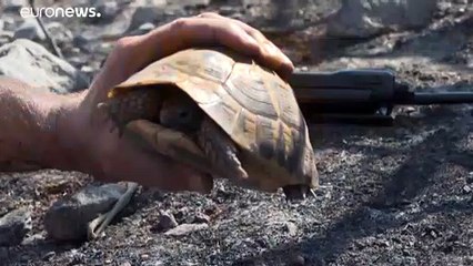 Incendie dans le var : la tortue d'Hermann en grand danger
