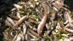 Cierran 8 playas de La Manga para retirar peces muertos en el Mar Menor