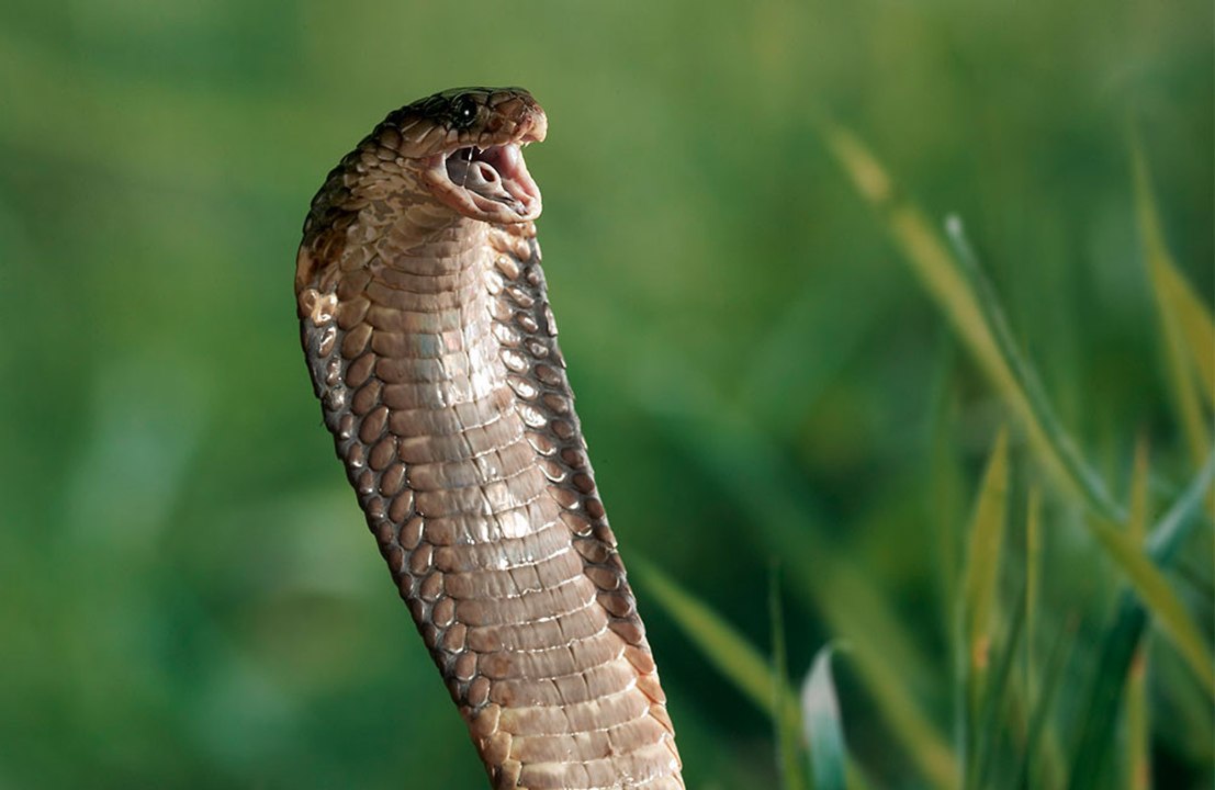 Snake surprises supermarket shopper