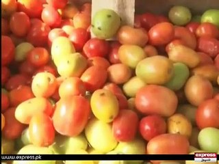 17 Rupe Kilo Tomator