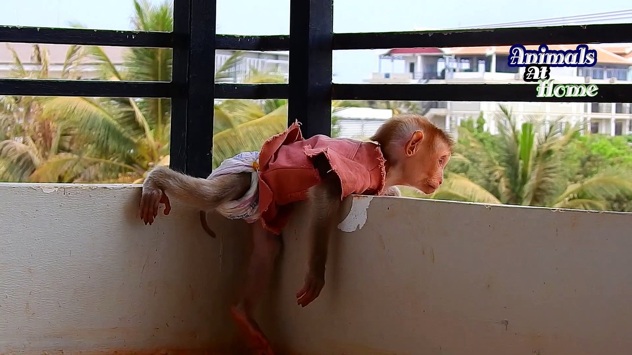 22=Million Sad !!! Poor Baby AVA Monkey Hide Her Face COZ She Is Angry Baby ALDO Don't Agree Her Heart