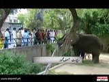 Lahore Zoo Hathi