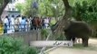 Lahore Zoo Hathi