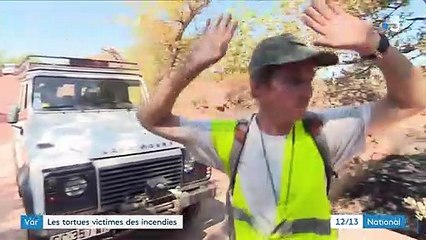 Var : des tortues victimes des incendies