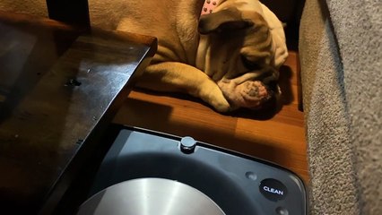 Lola the Bulldog Could Care Less About Robo Vacuum