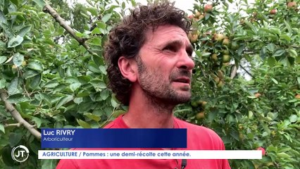 Le Journal - 20/08/2021 - AGRICULTURE / Pommes : une demi-récolte cette année