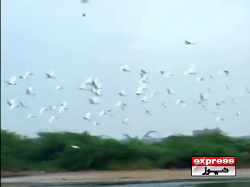 Birds