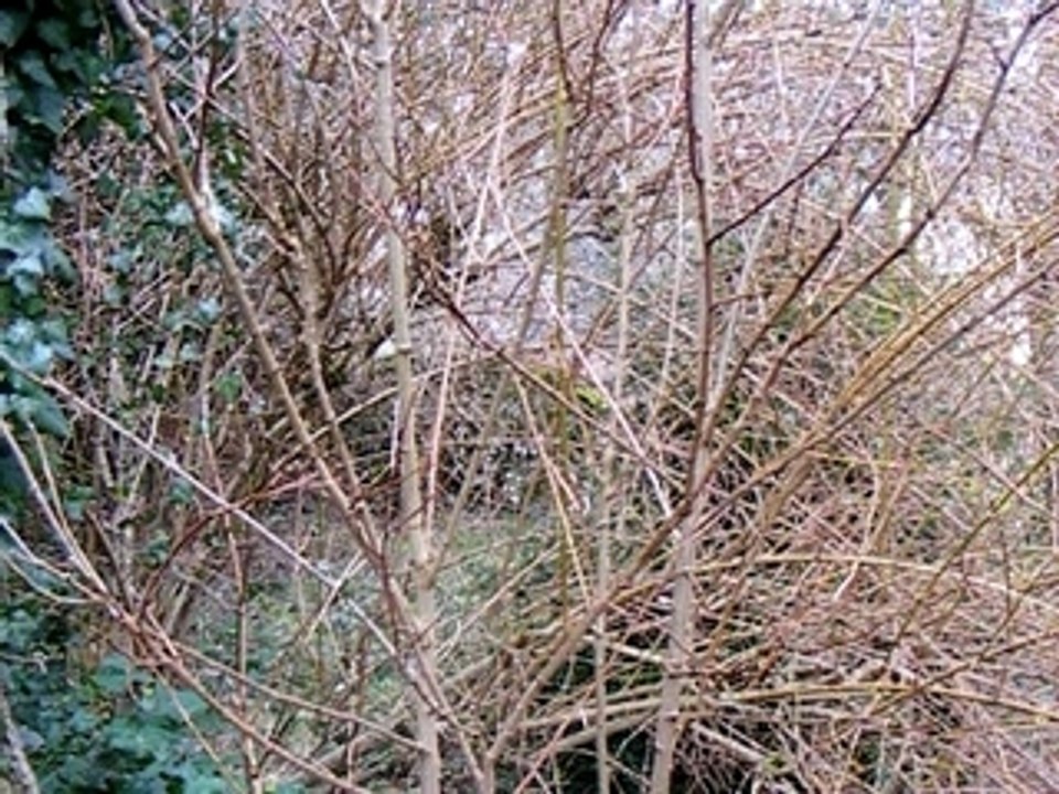 jardin myruee