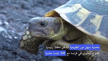 متطوعون يحاولون إنقاذ سلاحف مهددة في محمية طبيعية بعد حرائق فرنسا