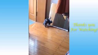 Cute Pets And Funny Animals video Compilation #26