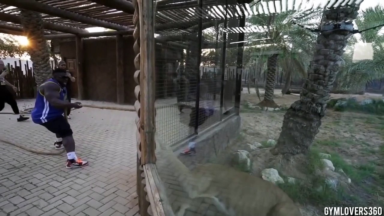 Un bodybuilder fait du tir à la corde avec un ligre (croisement d'un lion avec un tigre)