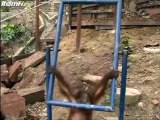 Pauvre petit orang-outan... Balançoire en pleine face