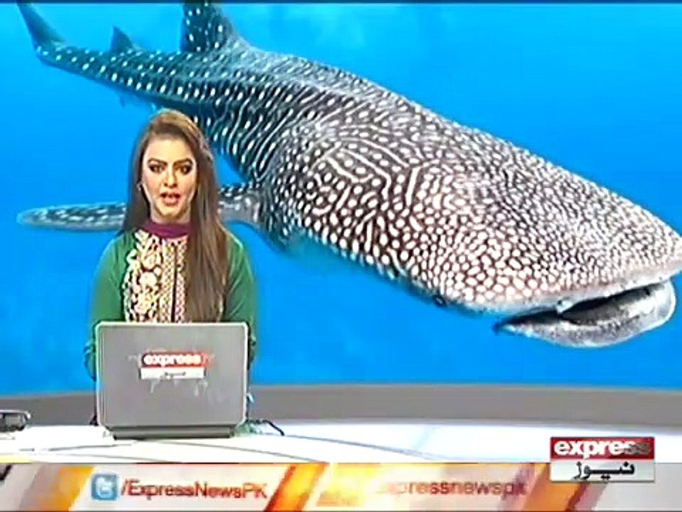 WHEEL SHARK