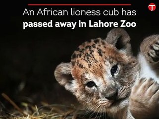 Lahore zoo loses third lion cub in a month