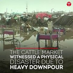 Sohrab Goth cattle market’s physical and monetary fall