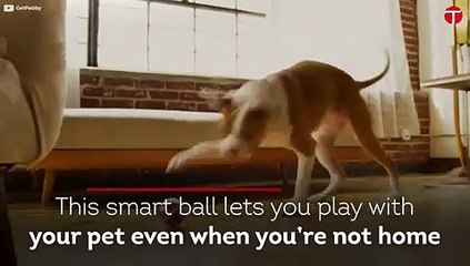 This smart ball lets you play with your pet even when you’re not home