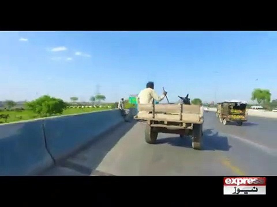 Donkey Export